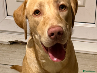 Labrador Retriever dogs Max the Labrador - Advert 12