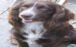 Cocker Spaniel dogs for sale: Beautiful cocker spaniel  - Image 17