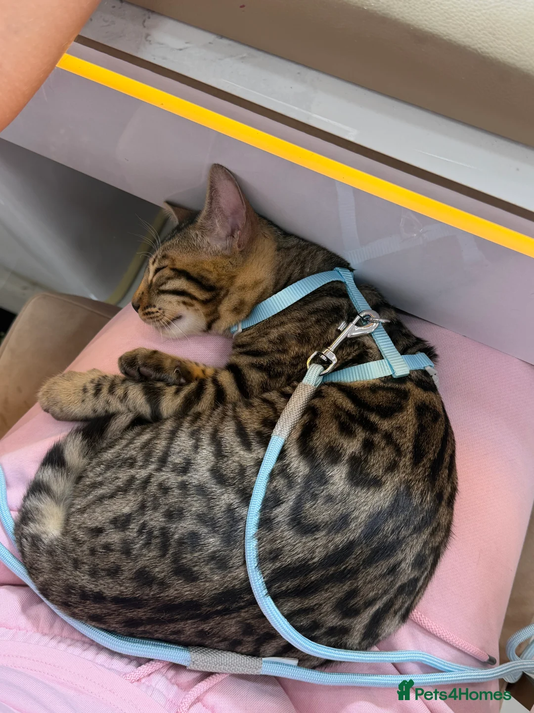 Bengal cats for sale: 6 month old Beautiful male bengal  in Worthing - Advert 6