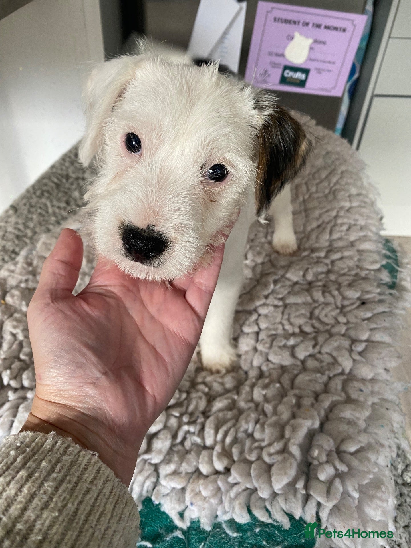 Parson Russell dogs Quality Parson Russell Puppies - Advert 5