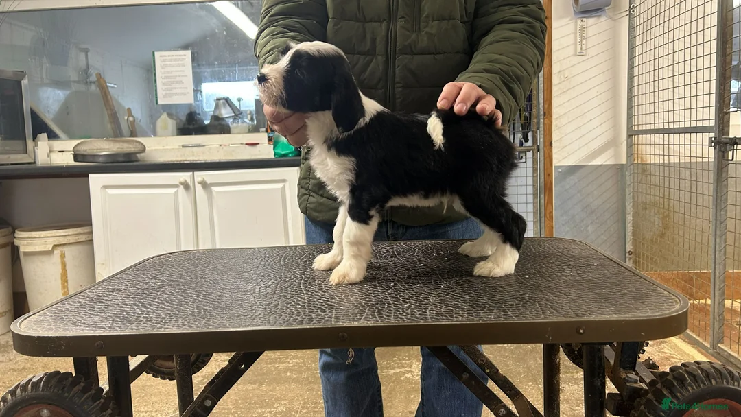 Tibetan Terrier dogs for sale: Araki Tibetan Terriers Puppies Available - Advert 7