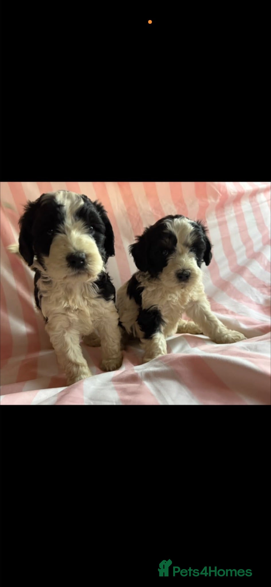 Cockapoo dogs F1 Cockerpoo puppies for sale 🐶 - Advert 14
