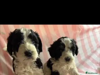 Cockapoo dogs F1 Cockerpoo puppies for sale 🐶 - Advert 14