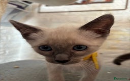 Ragdoll cats for sale: Ragdoll cross Siamese (Ragamese) kitten - Image 4