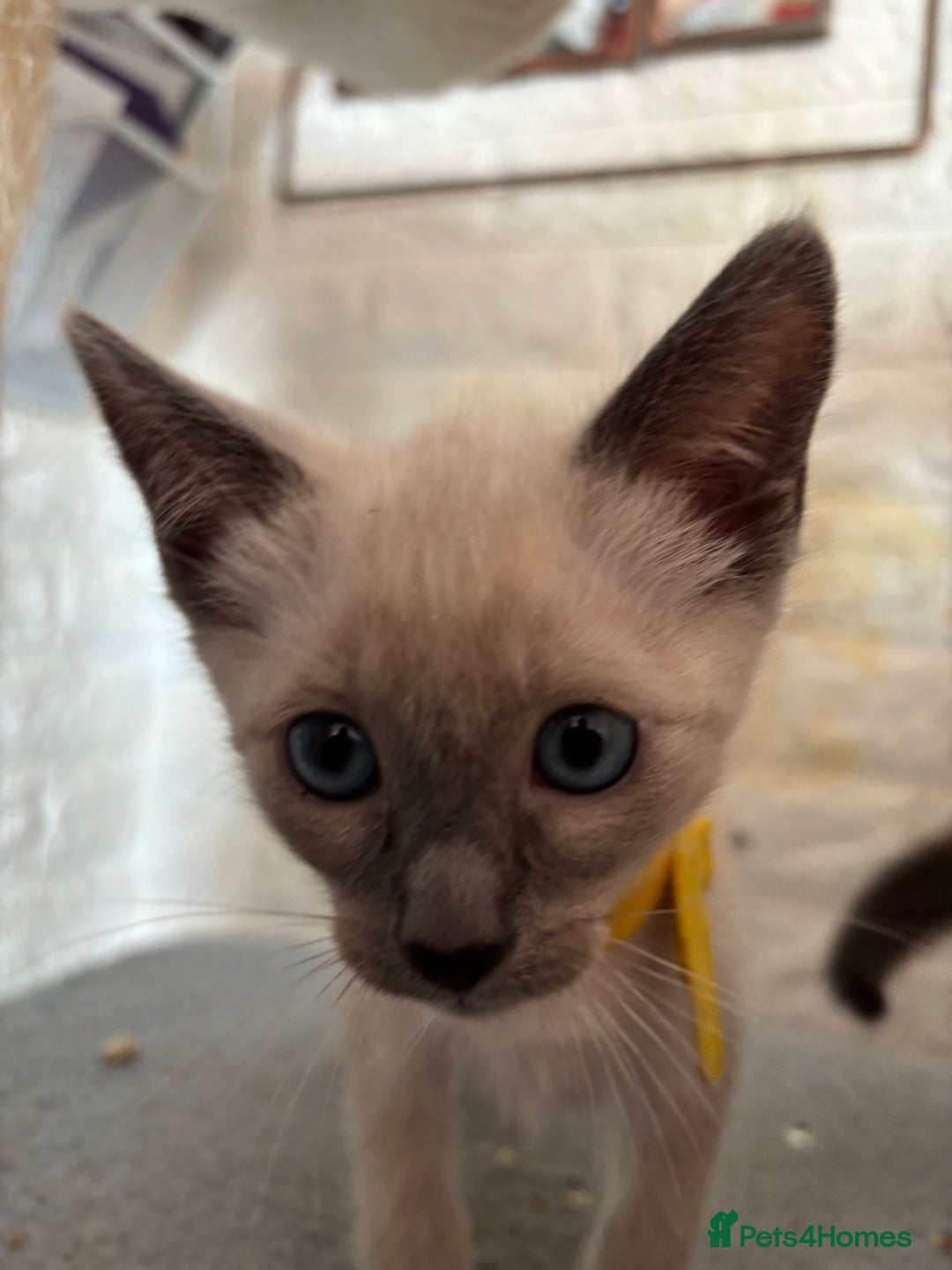 Ragdoll cats for sale: Ragdoll cross Siamese (Ragamese) kitten - Image 4