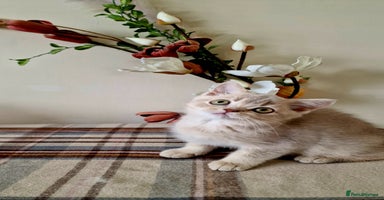British Shorthair cats - Advert 7