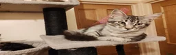 Maine Coon cats for sale: Lovely maine coon kittens - Advert 22