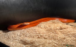Corn Snake reptiles for sale: Corn snake for sale  - Advert 1