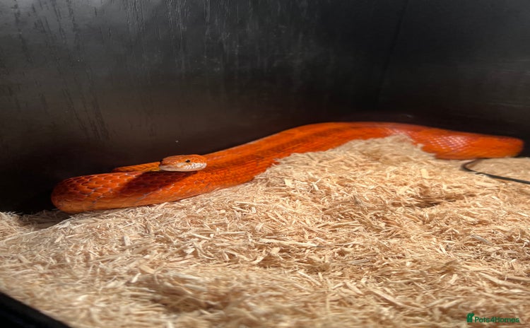 Corn Snake reptiles Corn snake for sale  - Advert 1