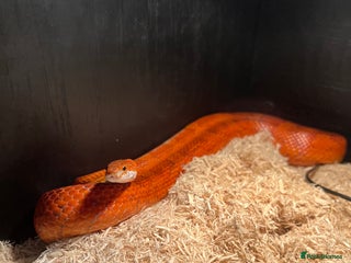 Corn Snake reptiles Corn snake for sale - Advert 1