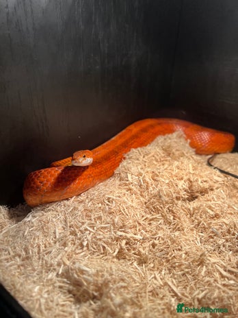 Corn Snake reptiles Corn snake for sale - Advert 1
