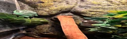 Frog reptiles for sale: Whites Tree Frogs in Sudbury - Advert 3