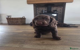 Cocker Spaniel dogs for sale: 🤎 beautiful KC working cocker spaniels🤎 - Advert 4