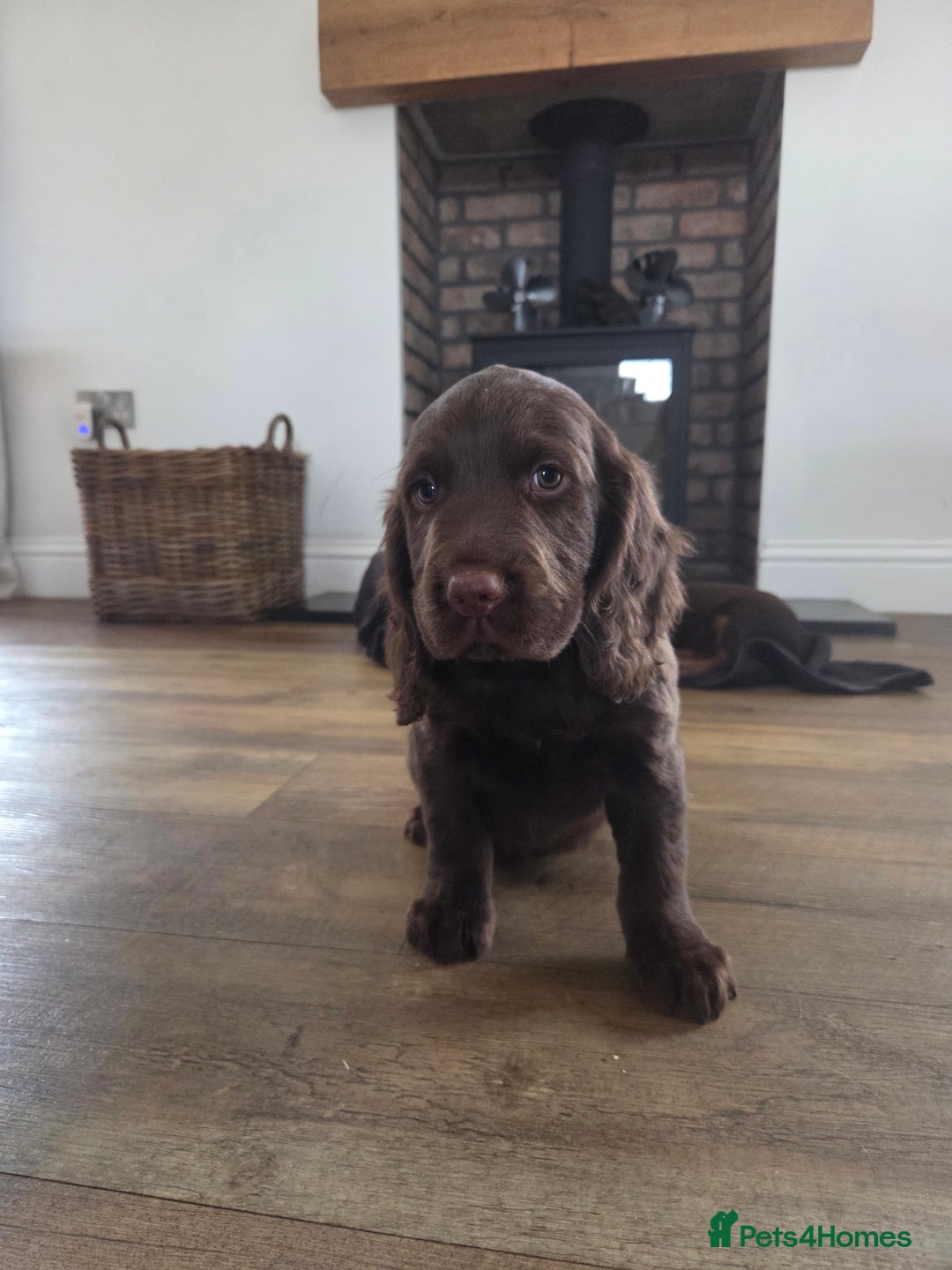 Cocker Spaniel dogs for sale: 🤎 beautiful KC working cocker spaniels🤎 - Advert 4