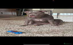 American Bully dogs for sale: For rehome - Image 7