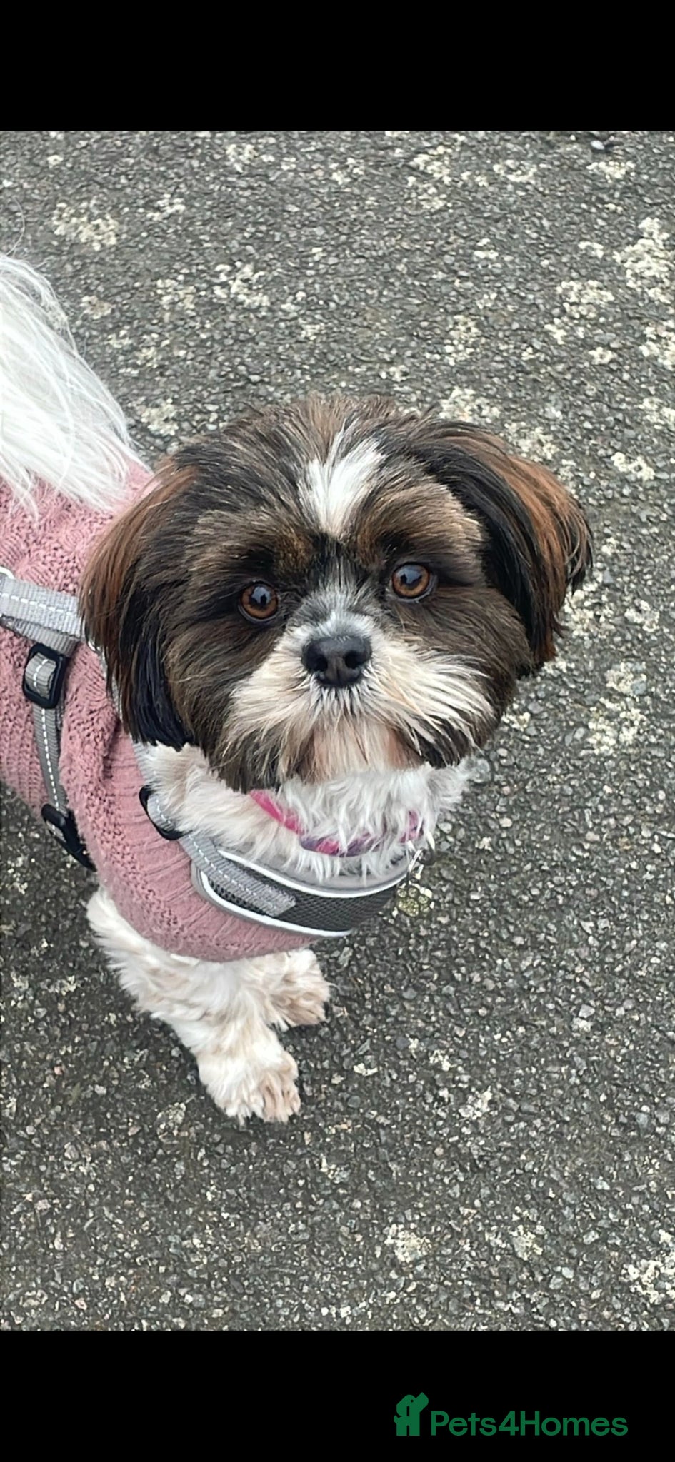 Shih Tzu dogs Cherry 🍒 and Blue 💙gorgeous Shih tzus 🐶 - Advert 18