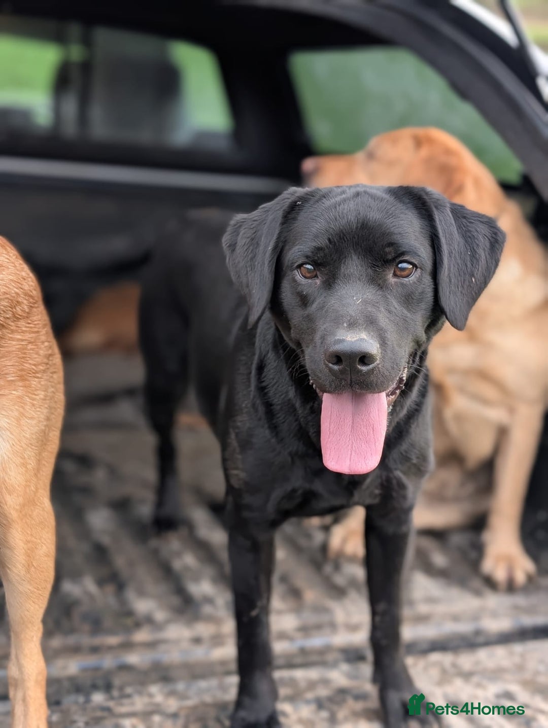 Labrador Retriever dogs for sale: Black Pure bred kg reg Labrador for sale  - Image 11