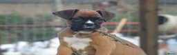 Boxer dogs for sale: Beautiful boxer puppies  - Advert 14