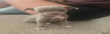 Chihuahua 4