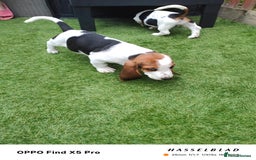 Basset Hound dogs for sale: Bassett Hound Puppies for Sale - Image 13