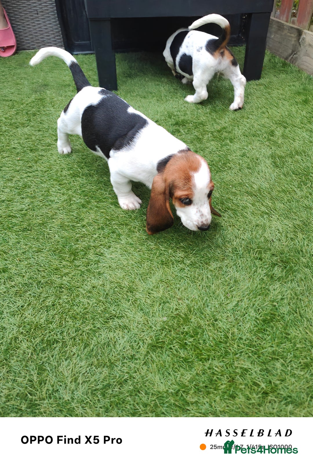 Basset Hound dogs for sale: Bassett Hound Puppies for Sale - Image 13