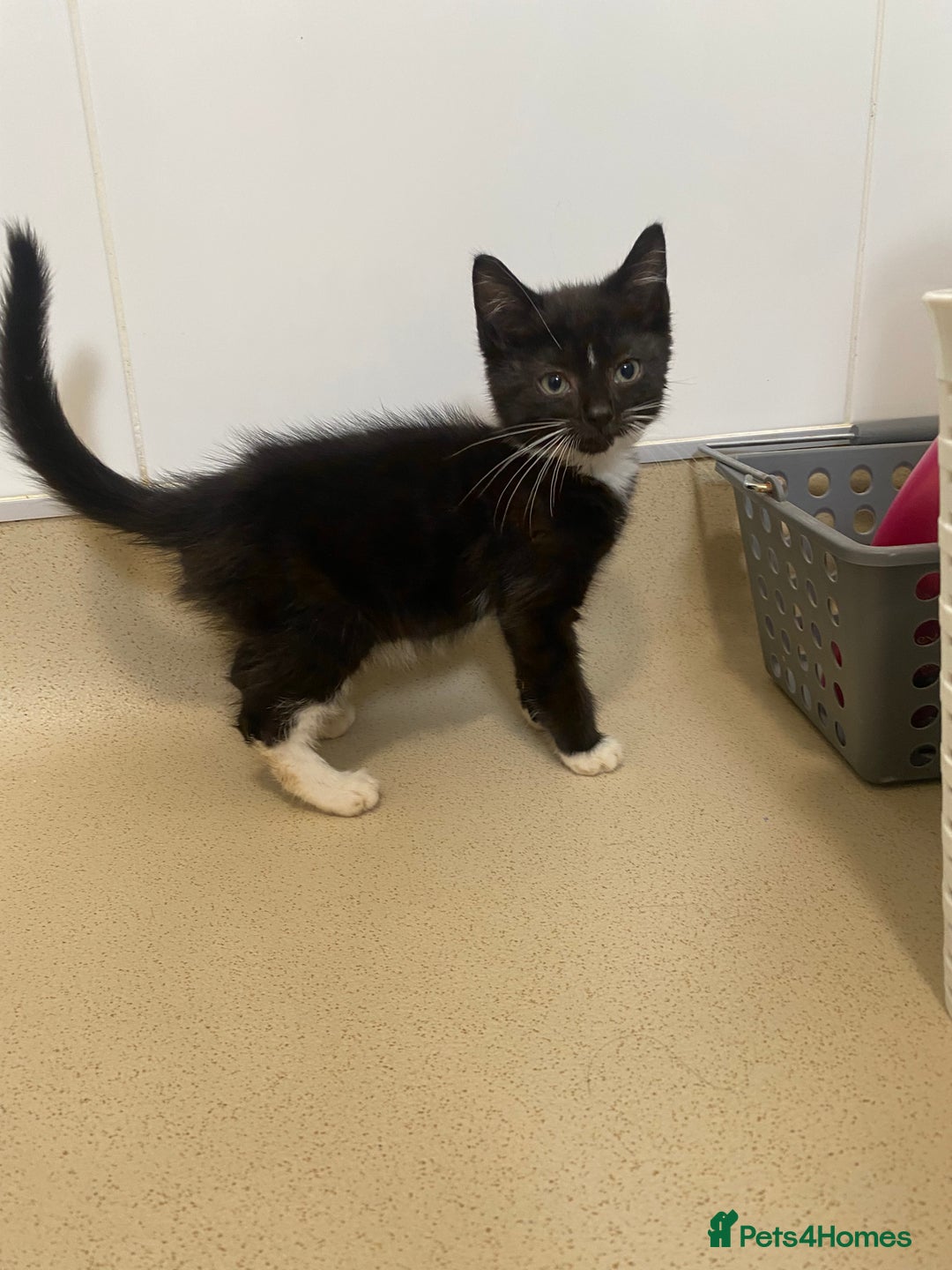 Mixed Breed cats for sale: Beautiful kittens  - Image 2