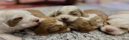 Australian Labradoodle dogs for sale: Australian Labradoodles Ready end October - Advert 1