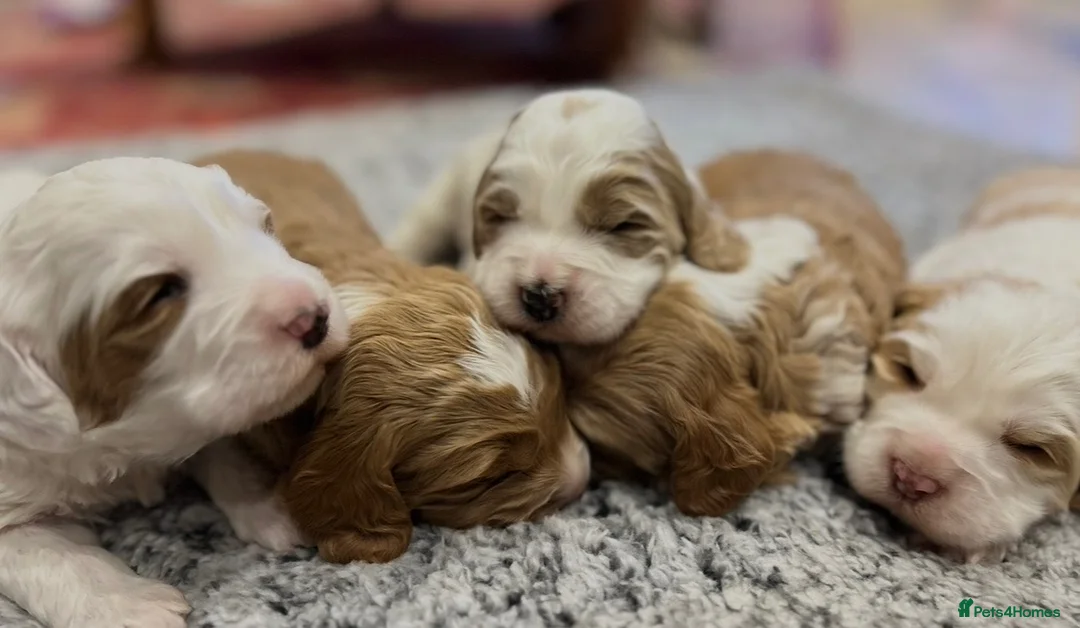 Australian Labradoodle dogs for sale: Australian Labradoodles Ready end October - Advert 1