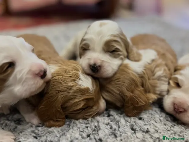 Australian Labradoodle dogs for sale: Miniature Australian Labradoodles Health tested - Advert 2