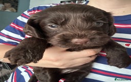 Cockapoo dogs for sale: Puppies for sale  - Image 4
