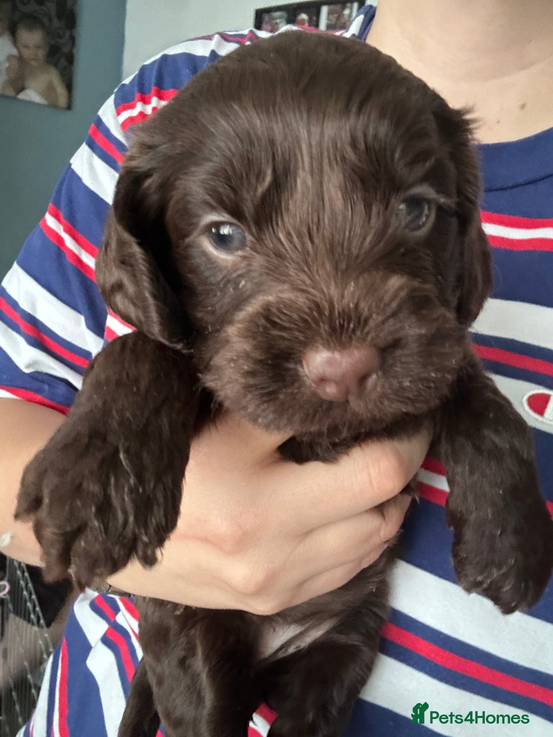 Cockapoo dogs for sale: Puppies for sale  - Image 4