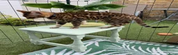 Bengal cats for sale: Beautiful 😻 Bengal Kittens ❤️ - Advert 8