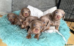 Miniature Dachshund dogs for sale: Isabella-choco long&short hair miniature dachshund - Image 7