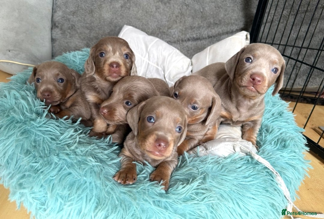 Miniature Dachshund dogs for sale: Isabella-choco long&short hair miniature dachshund - Image 7