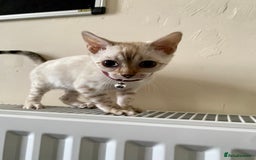 Bengal cats for sale: 🐆✨[REDUCED TO CLEAR!!] LAST THREE PURE BENGAL’S❤️ - Image 37