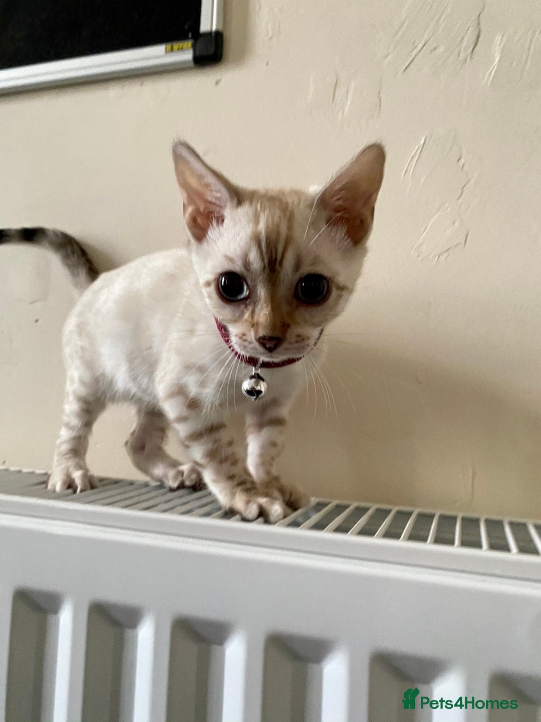 Bengal cats for sale: 🐆✨[REDUCED TO CLEAR!!] LAST THREE PURE BENGAL’S❤️ - Image 37