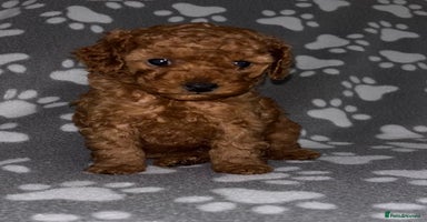 Cockapoo dogs - Advert 5