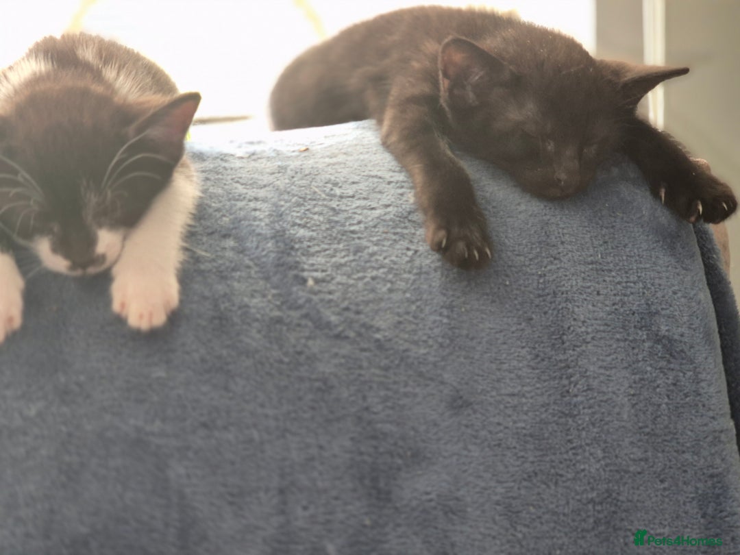 Mixed Breed cats for sale: Fluffy kittens - Image 9