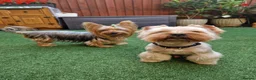 Yorkshire Terrier dogs for sale: Yorkshire Puppies for Sale - Advert 14