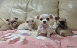 Chihuahua dogs for sale: Chihuahua puppies for sale  - Image 9