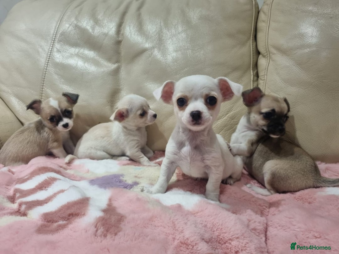 Chihuahua dogs for sale: Chihuahua puppies for sale  - Image 9