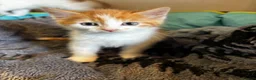 Mixed Breed cats for sale: 4 fluffy kittens - Advert 12