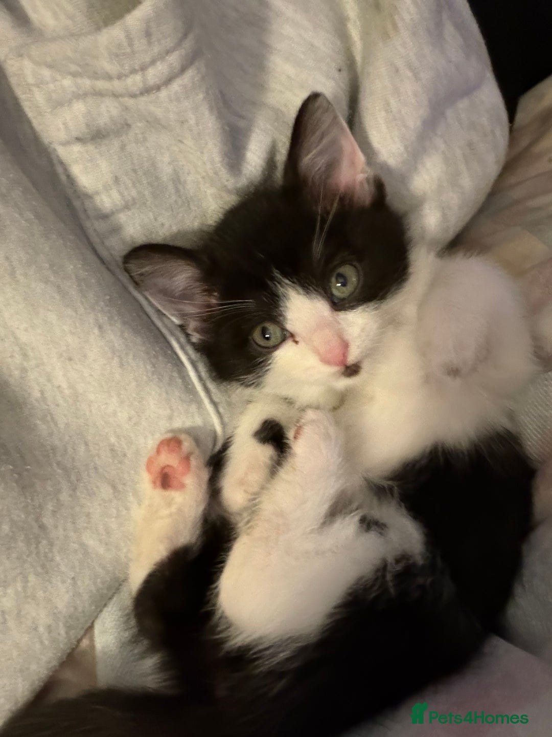 British Shorthair cats for sale: kittens liverpool - Advert 9