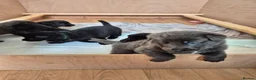 German Shepherd dogs for sale: Rare Blue & black & white german shepherd puppies - Advert 11