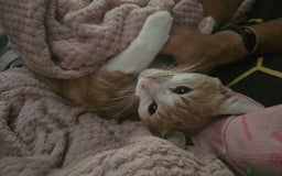 Mixed Breed cats for sale: 2 sweet brothers for sale  - Advert 4