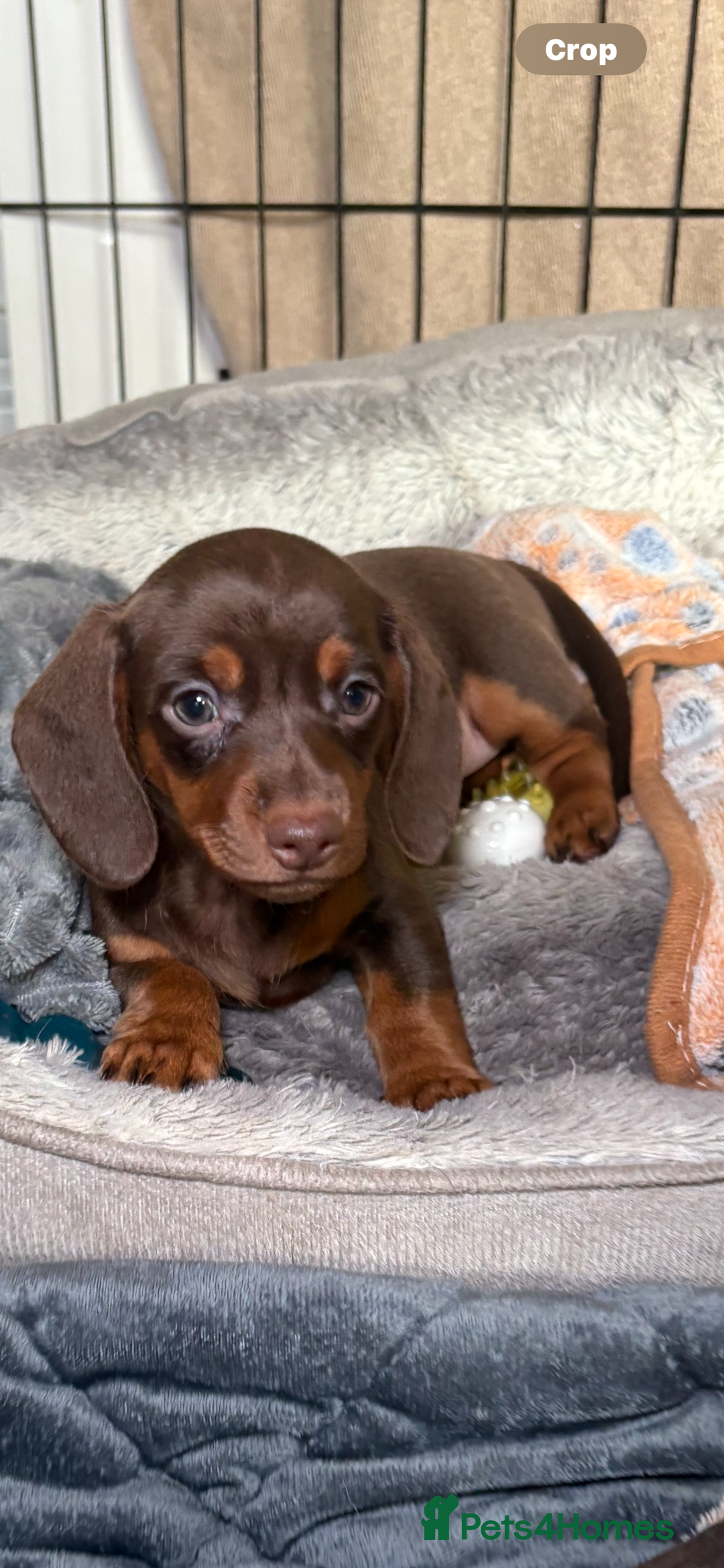 Miniature Dachshund dogs for sale: Chocolate dachshund girls  - Advert 7