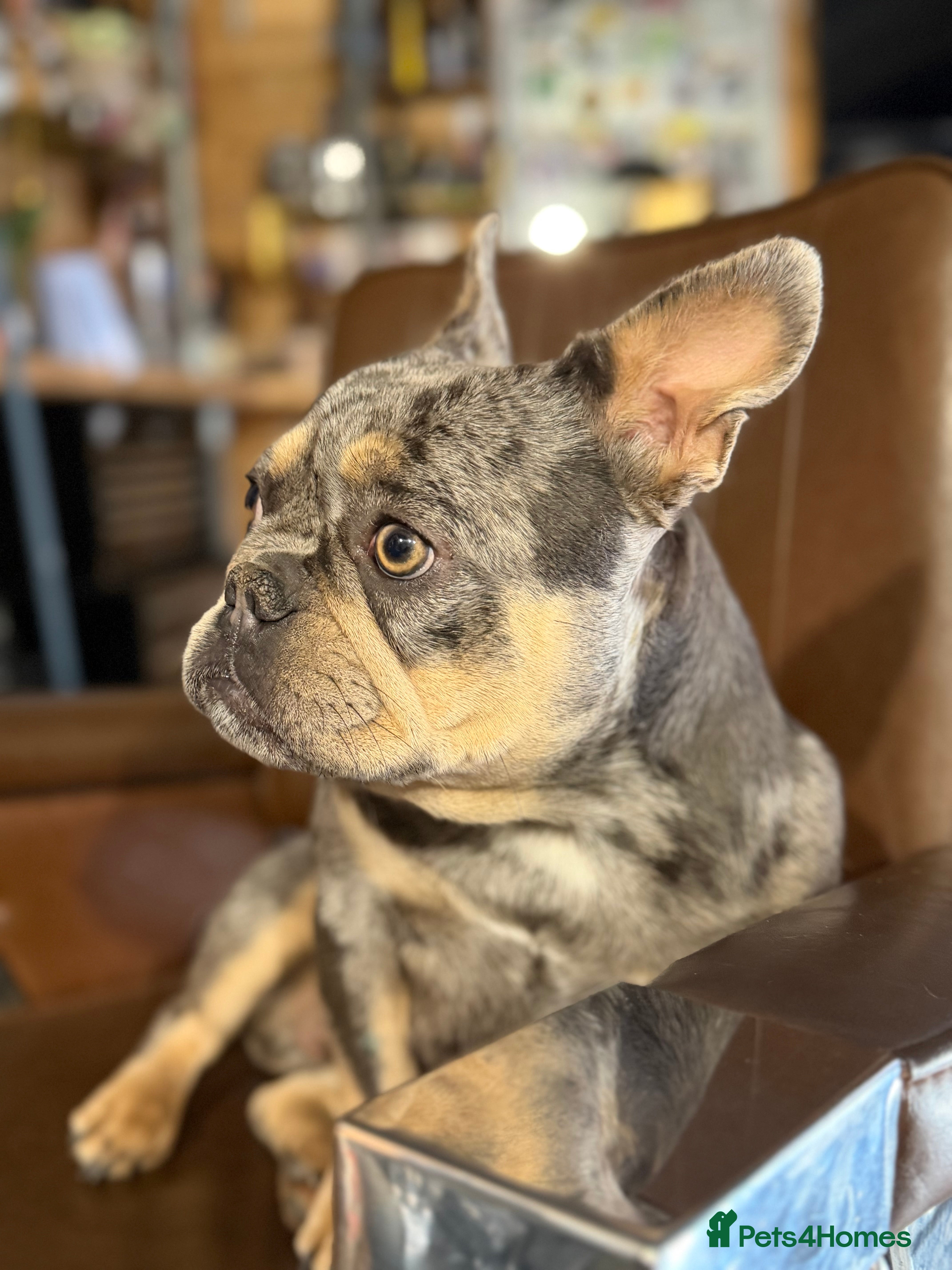 French Bulldog dogs French bulldog bitch merle  - Advert 13