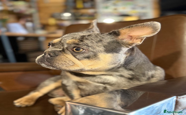 French Bulldog dogs French bulldog bitch merle  - Advert 16