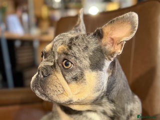 French Bulldog dogs French bulldog bitch merle - Advert 3