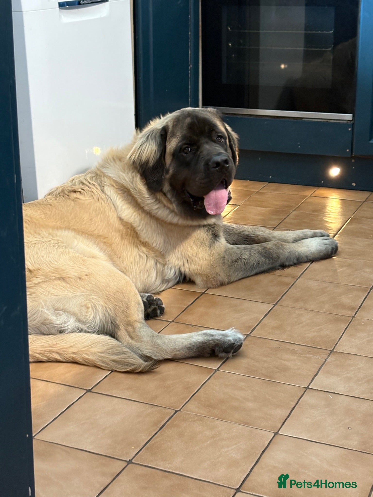 Mastiff dogs Old English Mastiff  - Advert 13